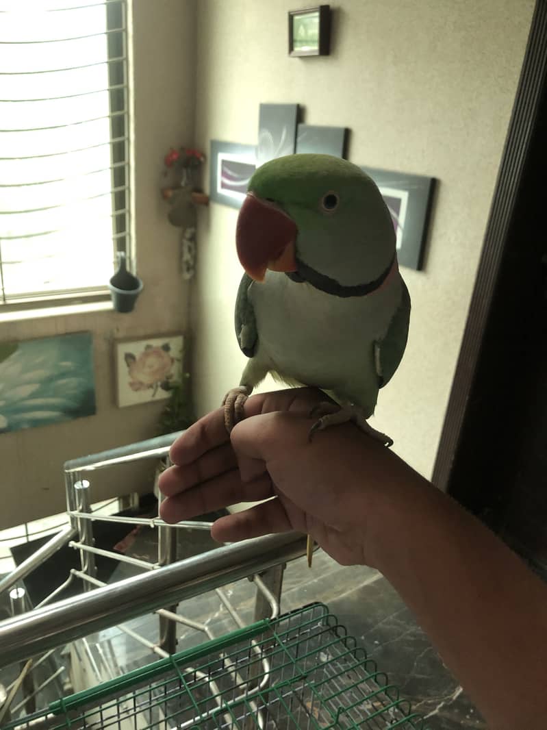 Parrot 1