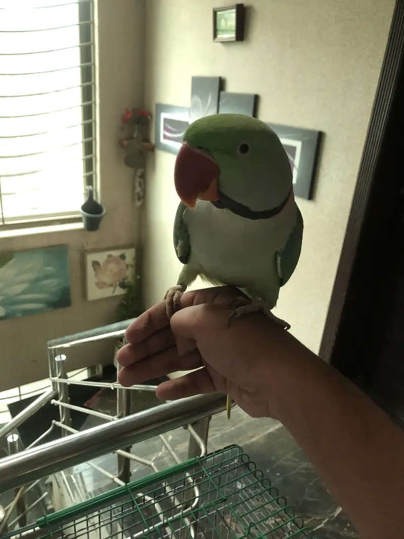 Parrot — photo 2
