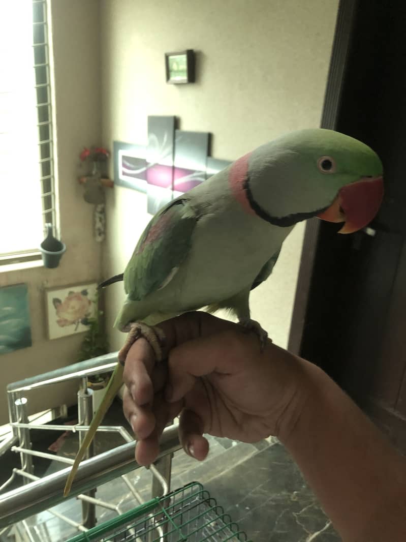 Parrot 2