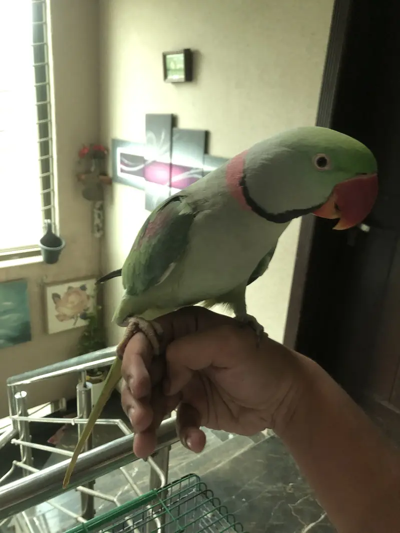 Parrot — photo 3
