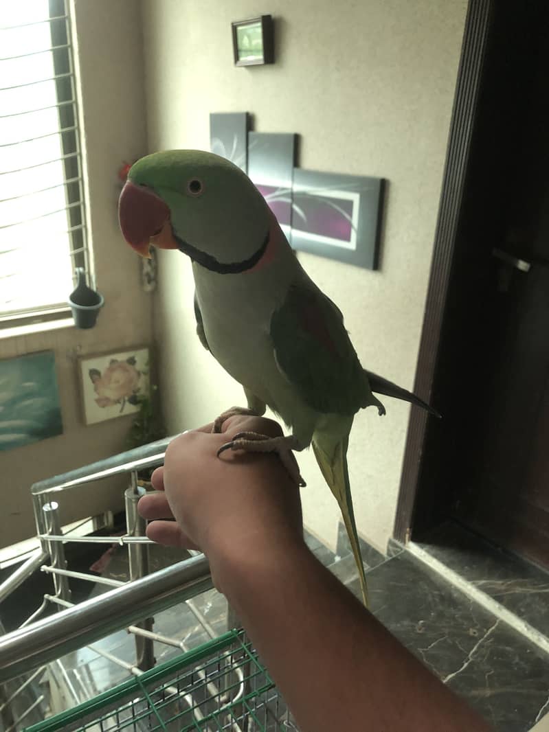 Parrot 3