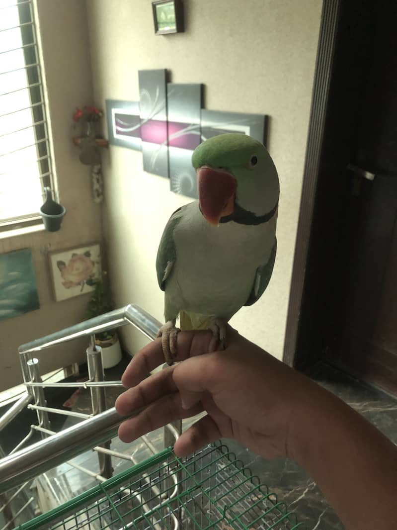 Parrot 4