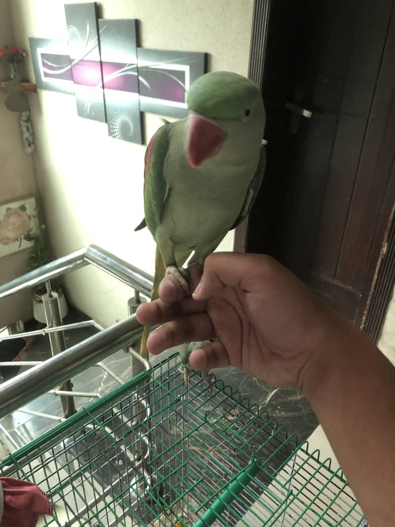 Parrot 5