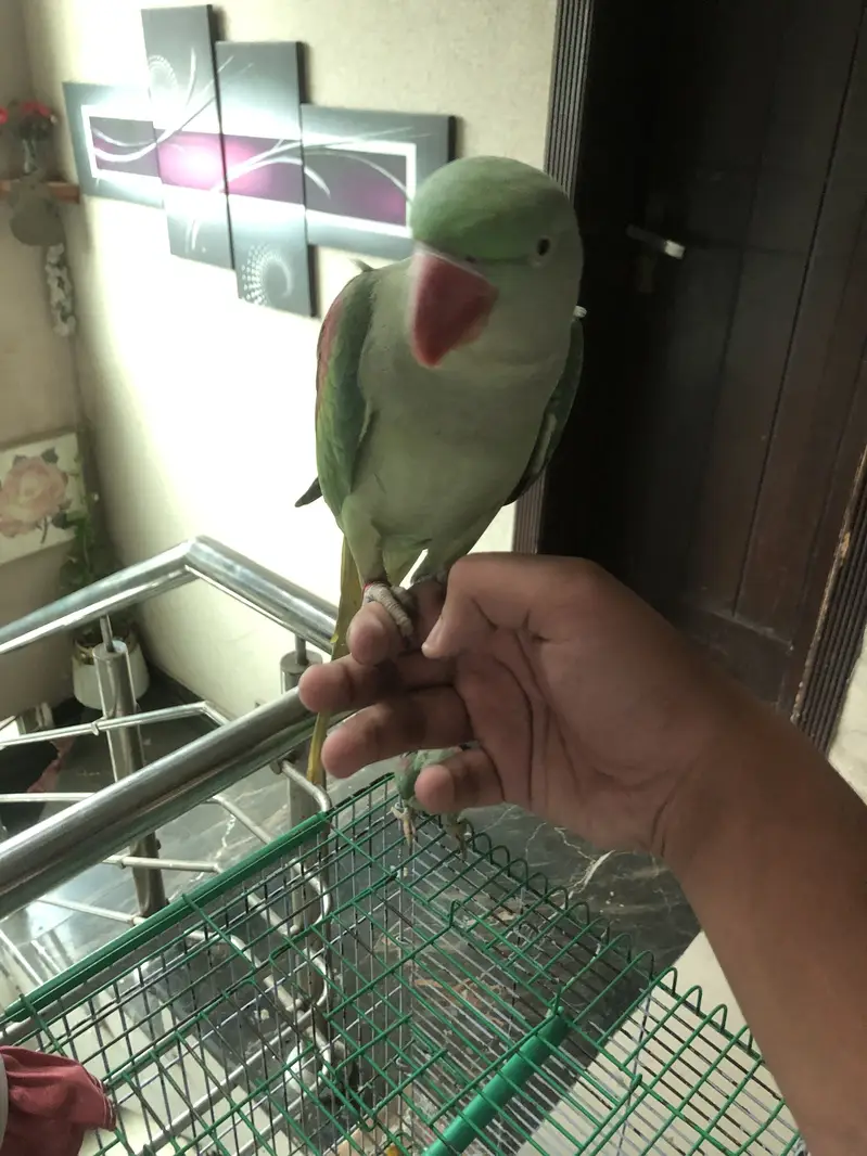 Parrot — photo 6