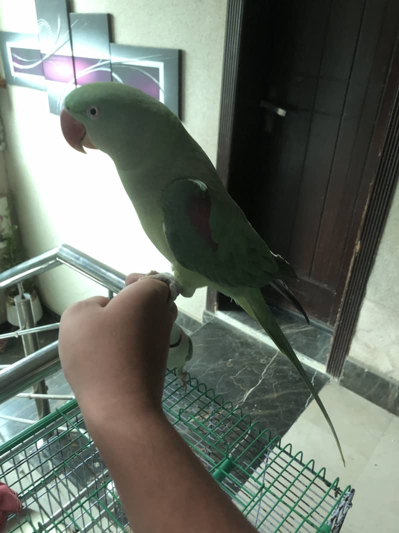 Parrot 6