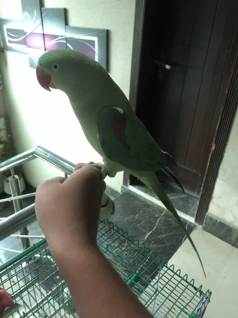 Parrot — photo 7