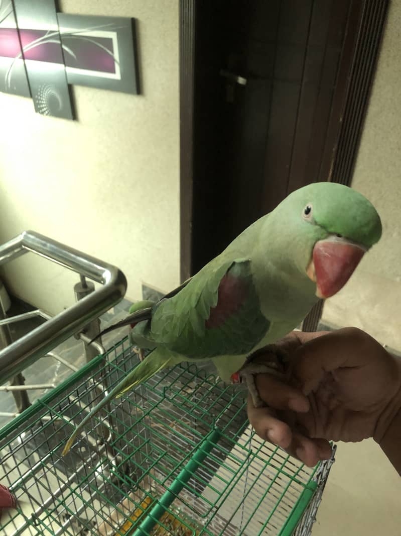 Parrot 7