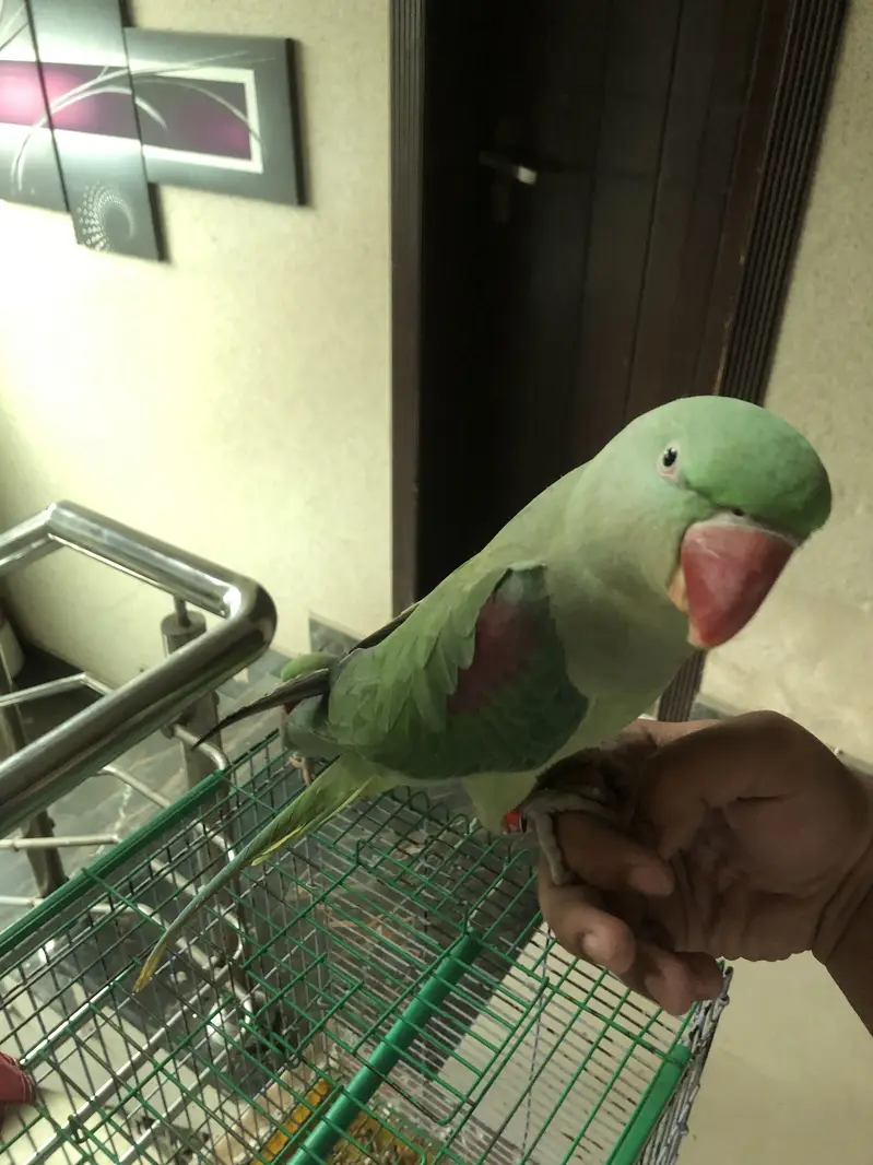Parrot — photo 8