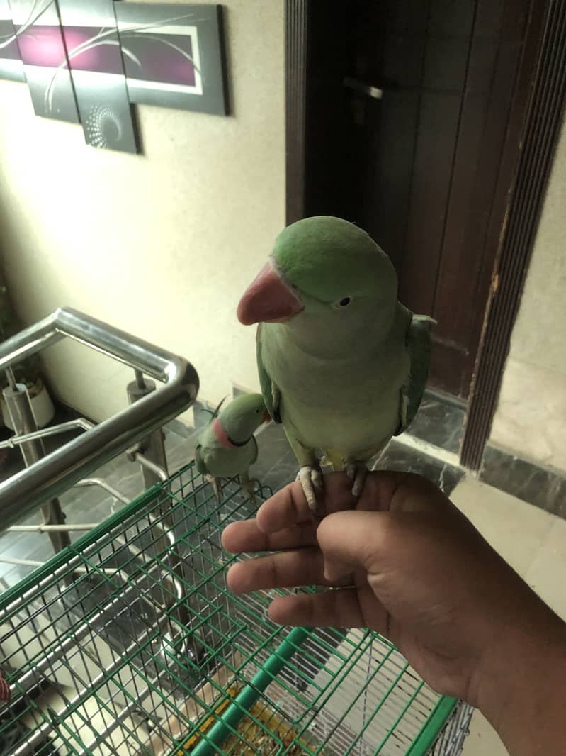 Parrot 8