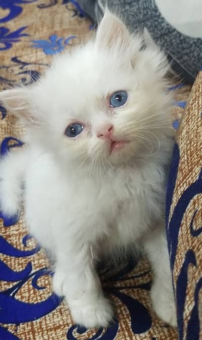 Persian Triple Coated Kittens | Persian Kittens / Cats For Sale