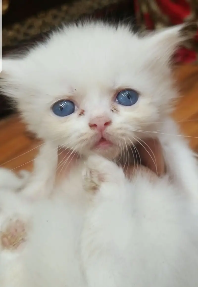 Persian Triple Coated Kittens | Persian Kittens / Cats For Sale — photo 3