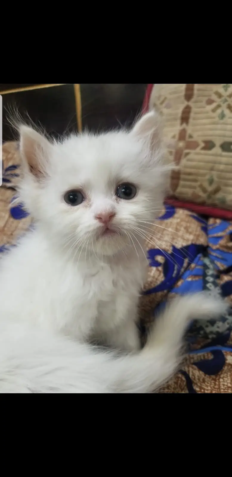 Persian Triple Coated Kittens | Persian Kittens / Cats For Sale — photo 5