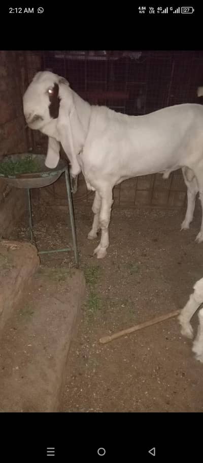 Gulabi bakra