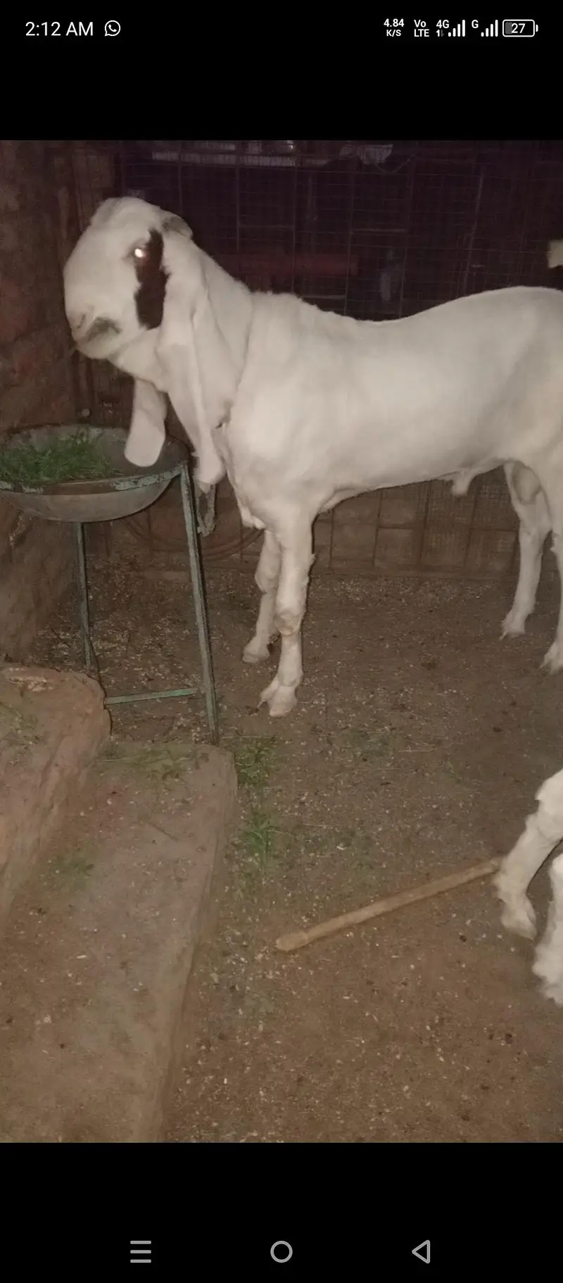Gulabi bakra — photo 2