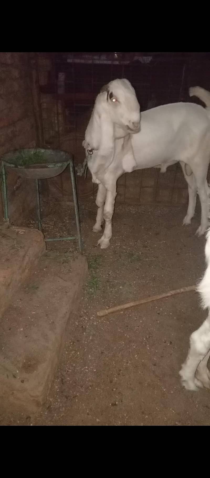 Gulabi bakra 2