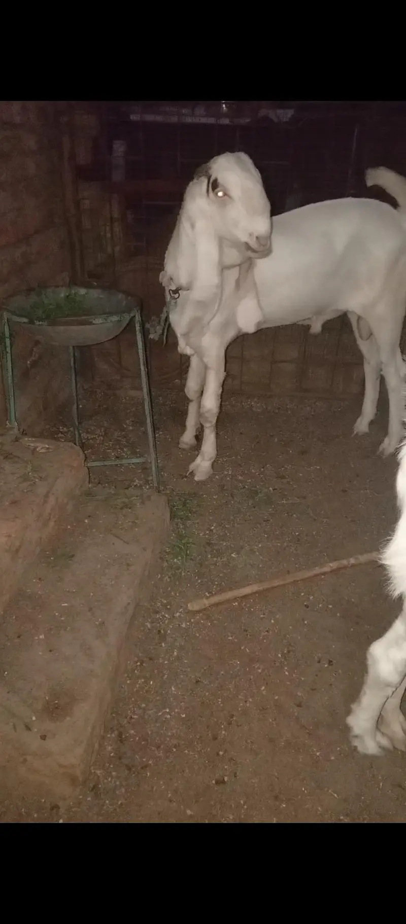 Gulabi bakra — photo 3