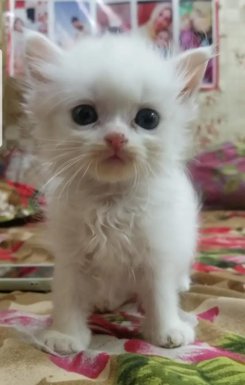 Kittens | Persian Kittens | Triple Coated Kittens |Kittens For Sale — photo 4