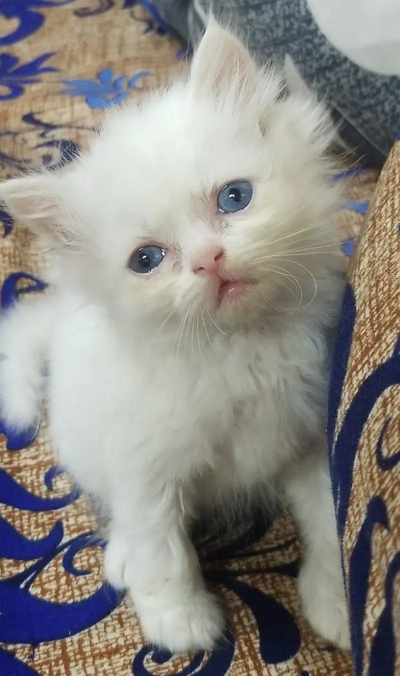 Kittens | Persian Kittens | Triple Coated Kittens |Kittens For Sale — photo 5