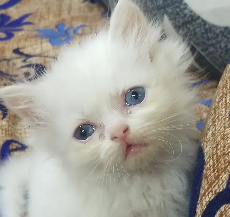 Kittens | Persian Kittens | Triple Coated Kittens |Kittens For Sale — photo 6