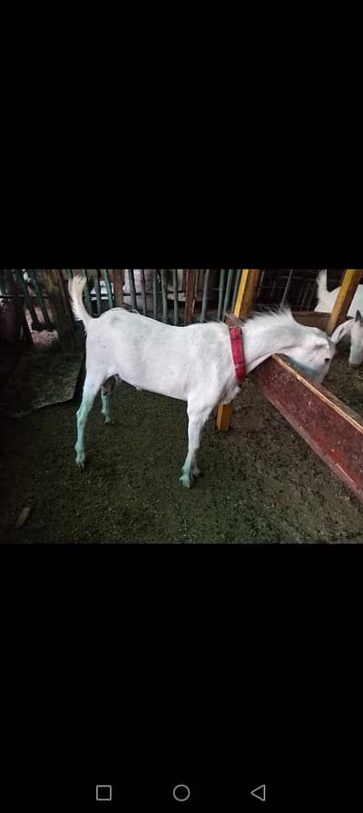 barbari Teddy breeder mail full Gulabi