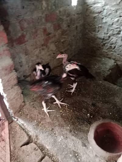 4 hen and 1patha and2 pathia