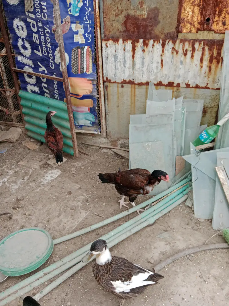 4 hen and 1patha and2 pathia — photo 2