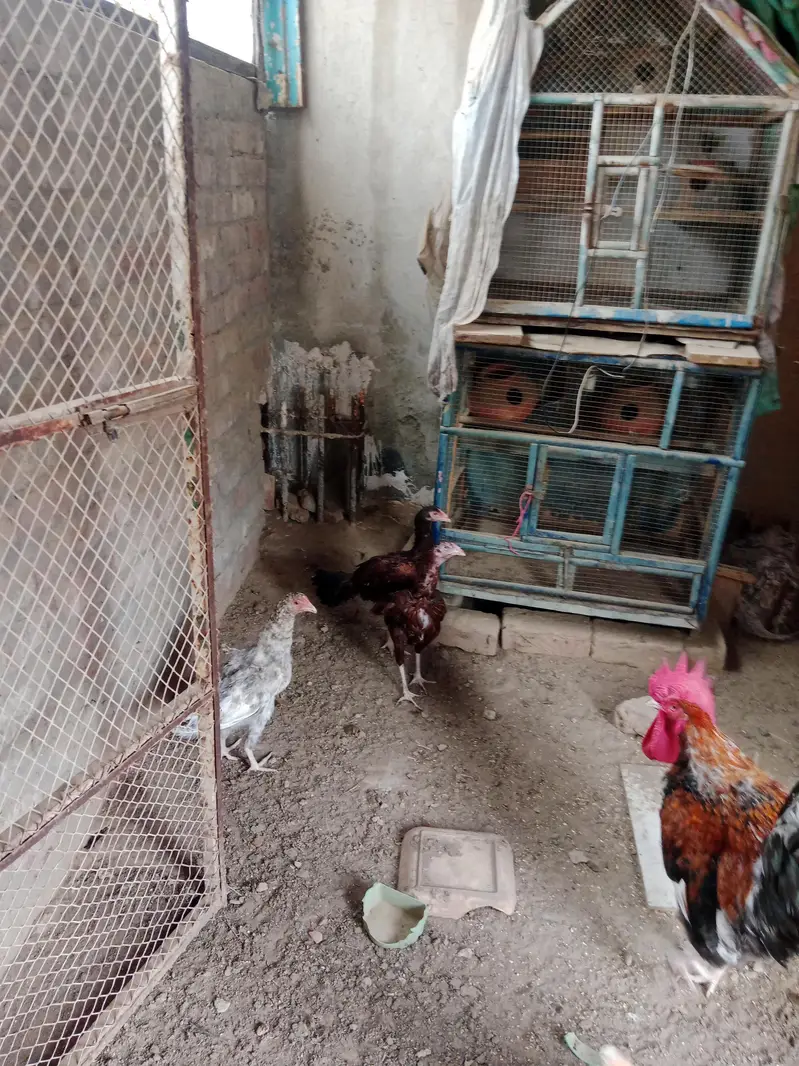 4 hen and 1patha and2 pathia — photo 3