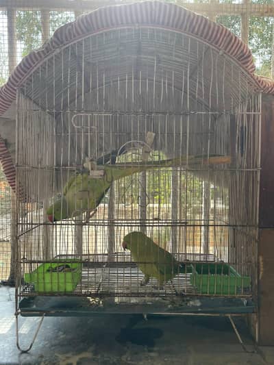 Talking breading pair