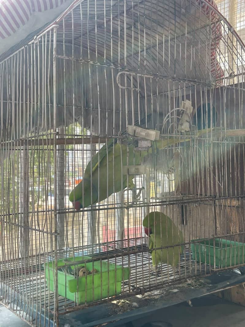 Talking breading pair 1