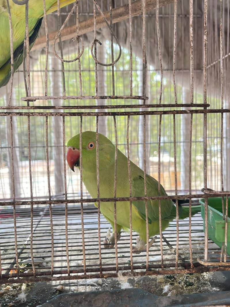 Talking breading pair 2
