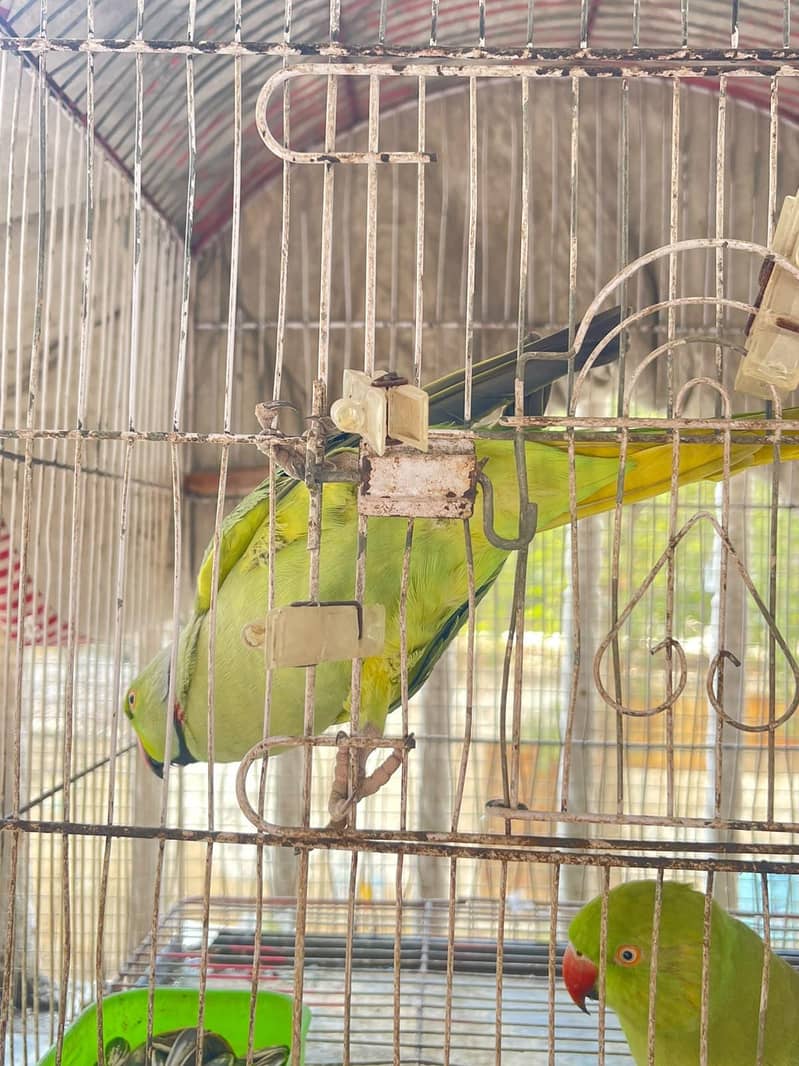 Talking breading pair 3