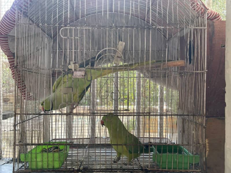 Talking breading pair 4