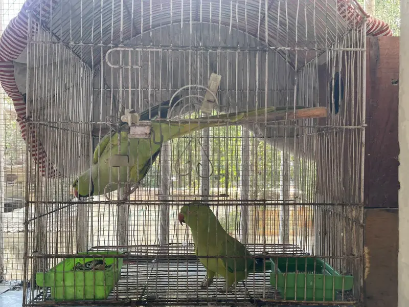 Talking breading pair — photo 5