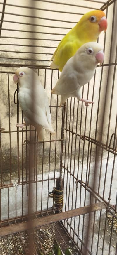Three Lovebirds (01 Pair) Healthy n Active