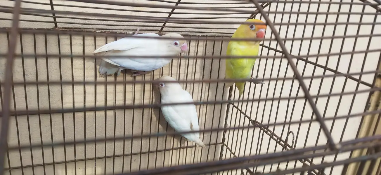 Three Lovebirds (01 Pair) Healthy n Active — photo 2