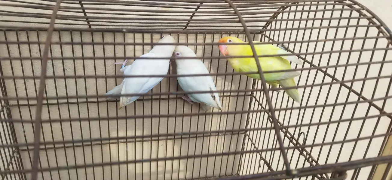 Three Lovebirds (01 Pair) Healthy n Active — photo 3