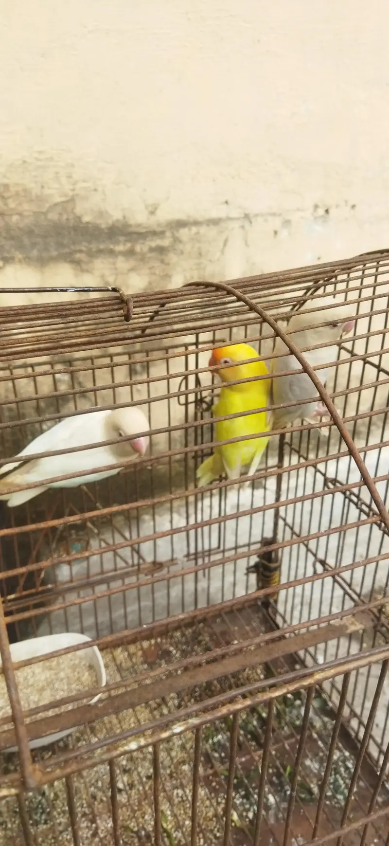 Three Lovebirds (01 Pair) Healthy n Active — photo 4