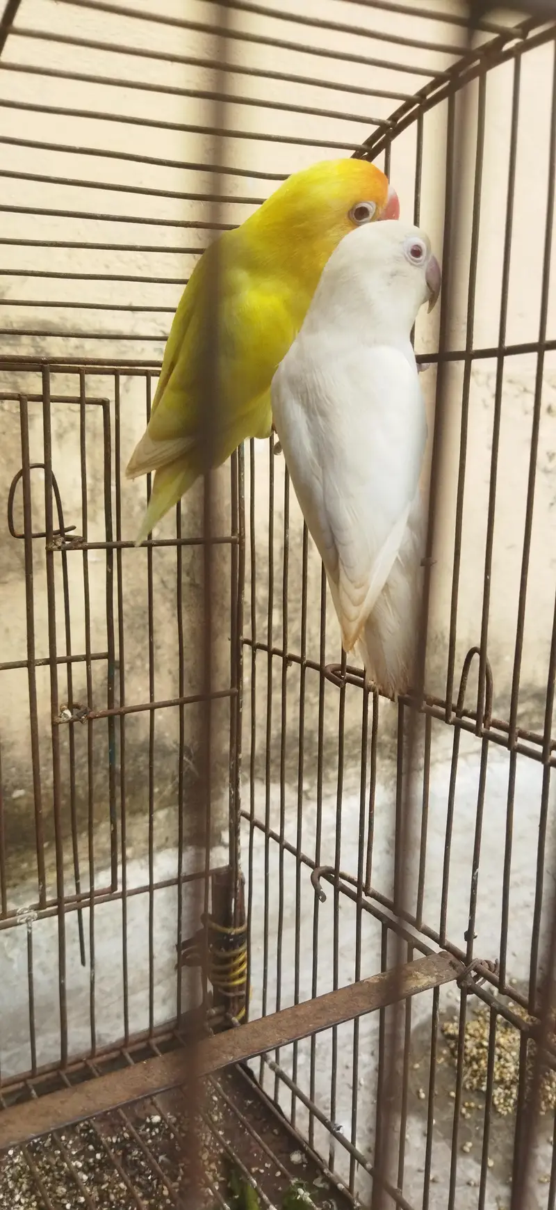 Three Lovebirds (01 Pair) Healthy n Active — photo 5