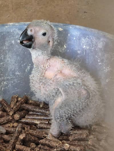 GREY Parrot  Congo size