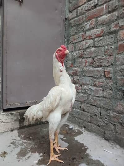 Aseel shamo /king size shamo/breeder