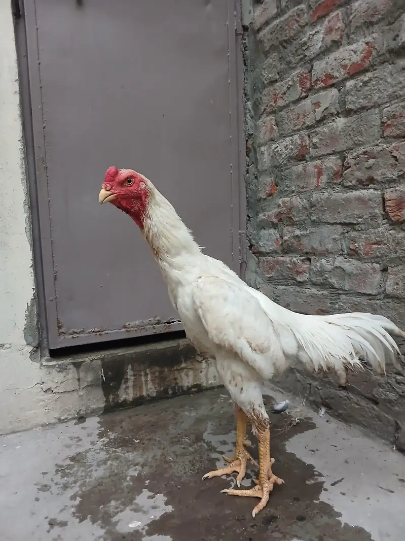 Aseel shamo /king size shamo/breeder — photo 2