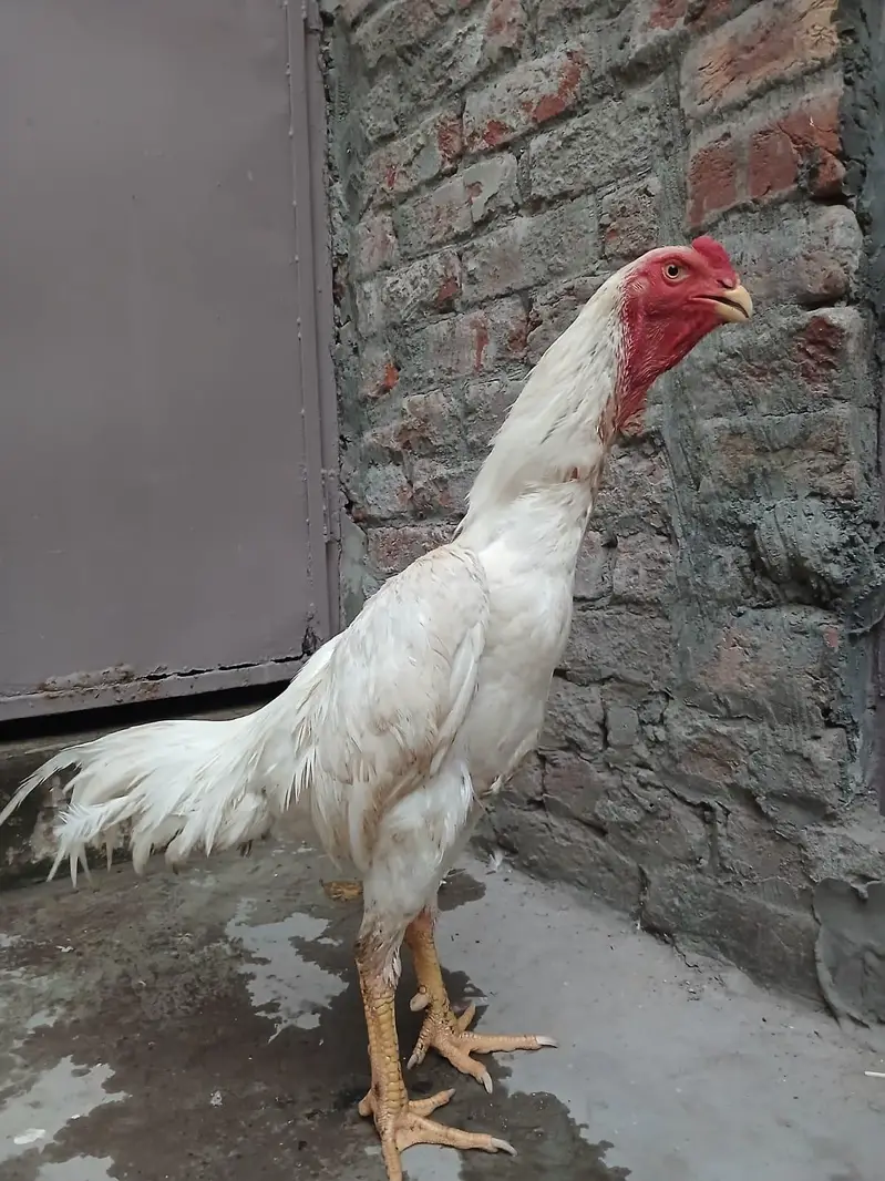Aseel shamo /king size shamo/breeder — photo 3
