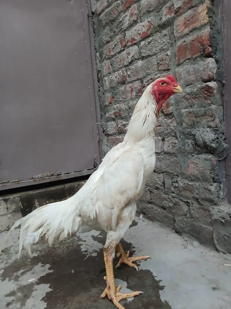 Aseel shamo /king size shamo/breeder — photo 4