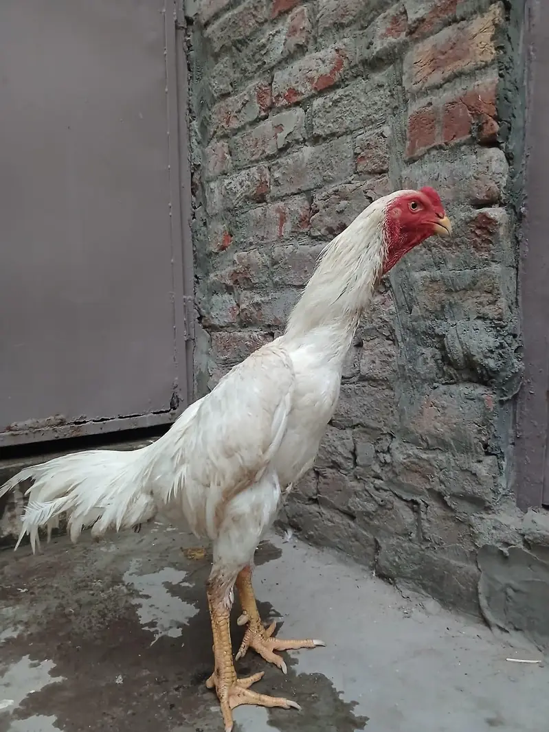 Aseel shamo /king size shamo/breeder — photo 5