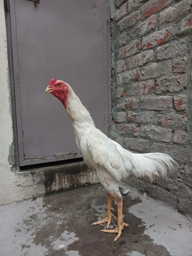 Aseel shamo /king size shamo/breeder — photo 6