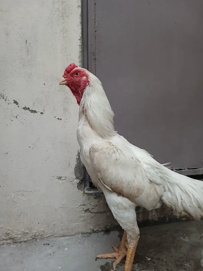 Aseel shamo /king size shamo/breeder — photo 7