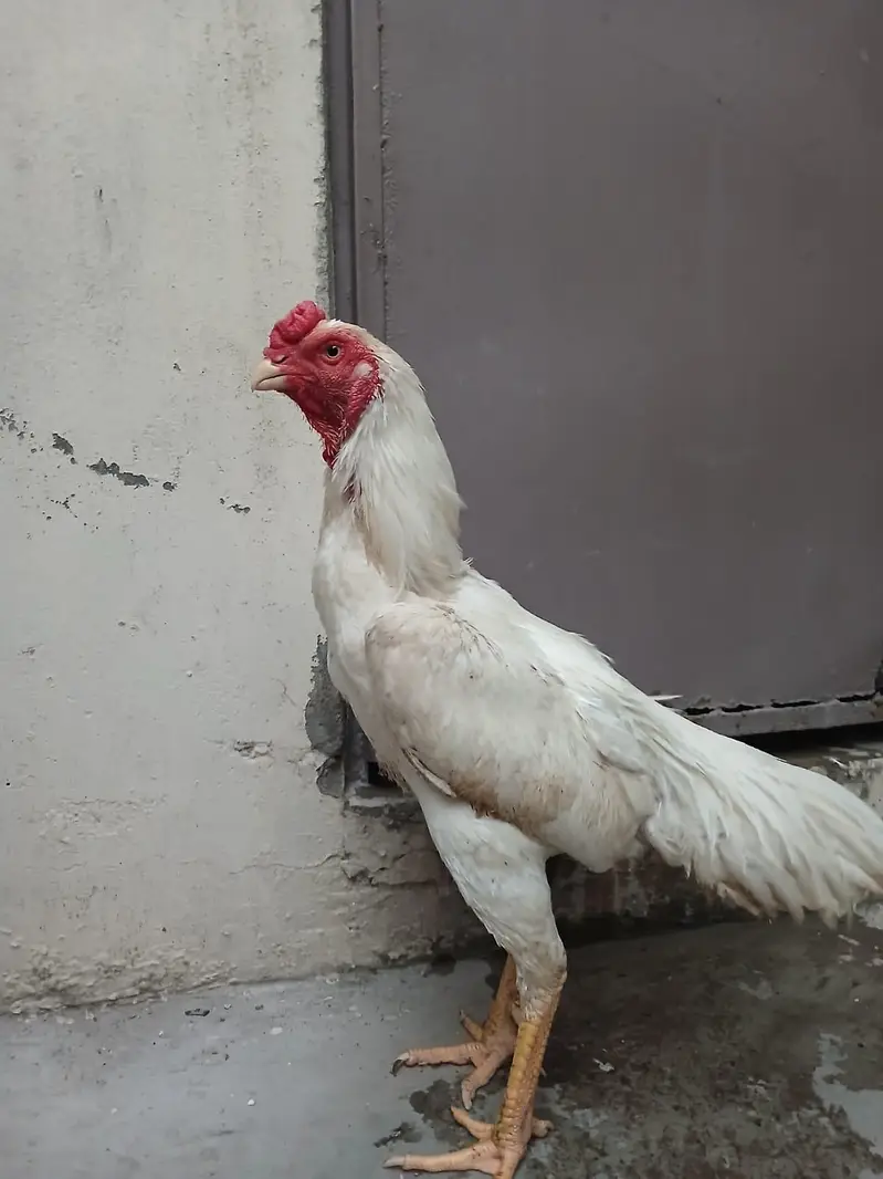 Aseel shamo /king size shamo/breeder — photo 8