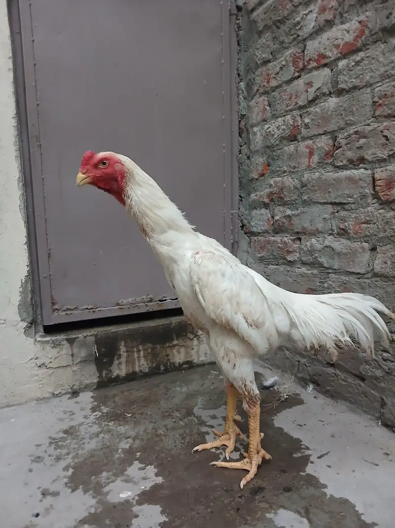 Aseel shamo /king size shamo/breeder — photo 9