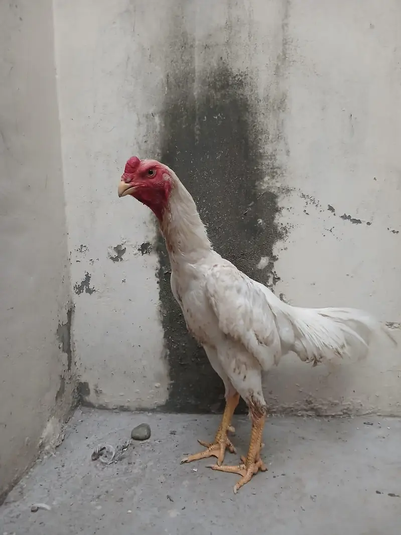 Aseel shamo /king size shamo/breeder — photo 10