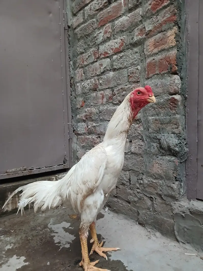 Aseel shamo /king size shamo/breeder — photo 11